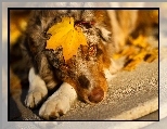 Owczarek australijski, Australian shepherd, Liść